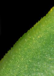 Veronica arganthera. Close-up of margin showing minute hairs.
 Image: W.M. Malcolm © Te Papa CC-BY-NC 3.0 NZ